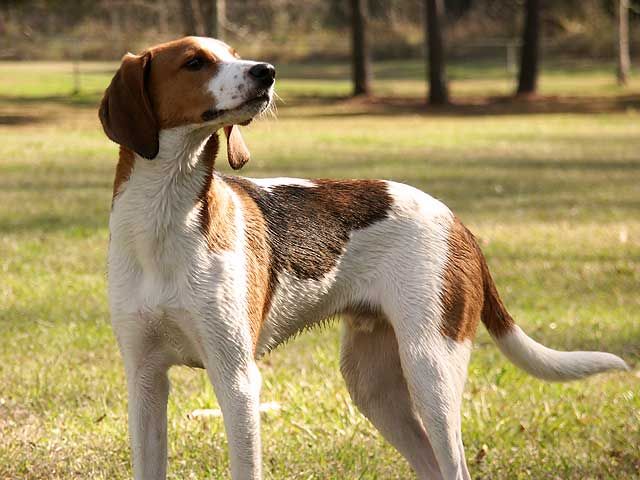 File:Treeing-walker-coonhound-standing.jpg