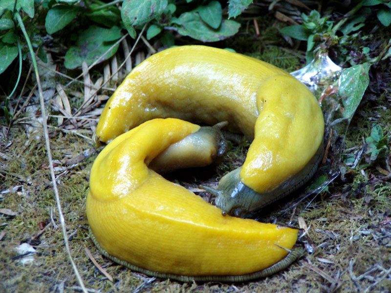 File:Two Banana Slugs.jpg