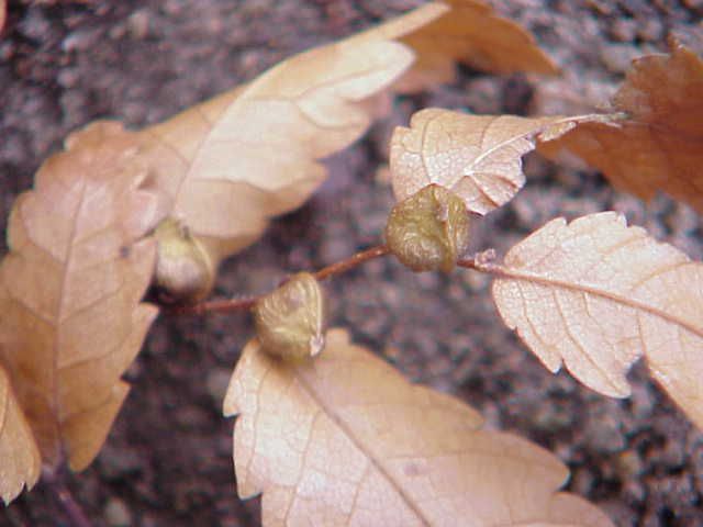 File:Zelkova carpinifolia0.jpg