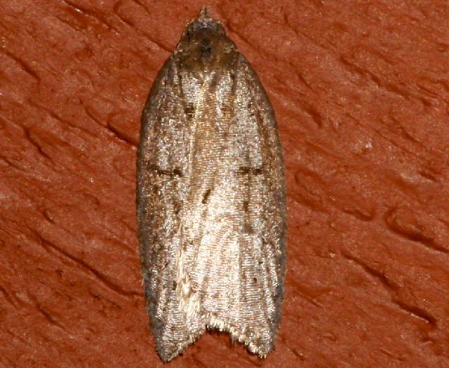 File:Acleris bowmanana 04.jpg