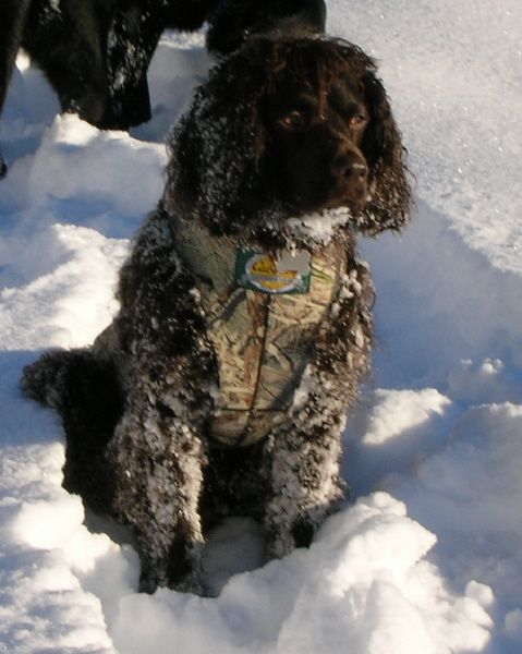 File:American Water Spaniel 2.JPG