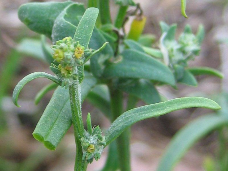 File:Atriplex littoralis bluete.jpeg