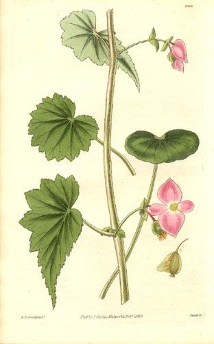 File:Begoniaceae - Begonia gracilis.jpg