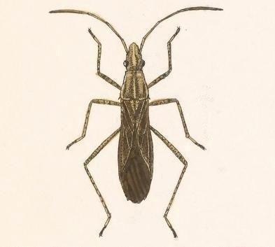 File:Biologia Centrali-Americana - Cydamus borealis.jpg