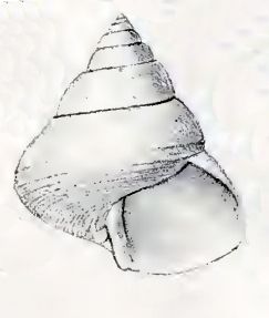 File:Calliostoma platinum 001.jpg