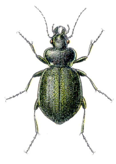 File:Calosoma reticulatum - Reitter.jpg