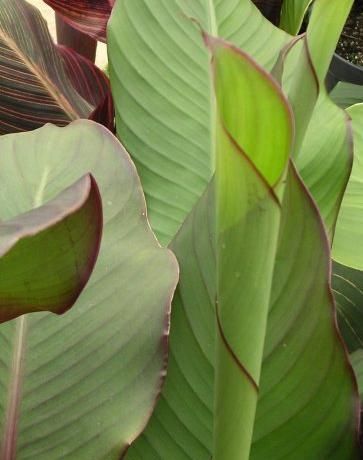 File:Canna Grande 01.jpg