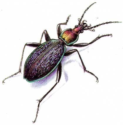 File:Carabus avinovi.jpg