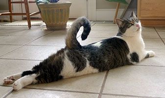 File:Cat curly tail.JPG