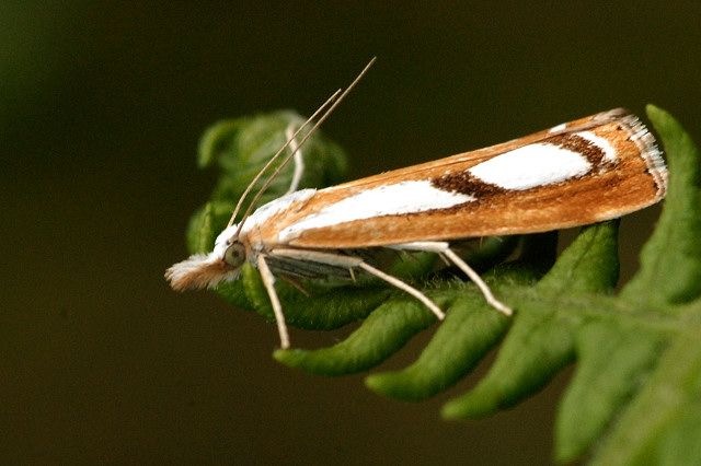 File:Catoptria.permutatellus.-.lindsey.jpg