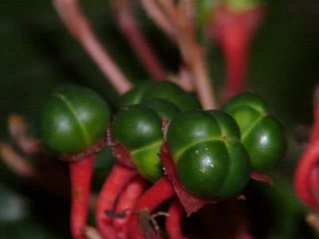 File:Clerodendron speciosissimum0.jpg