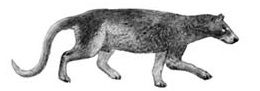 File:Daphoenus vetus restoration.jpg