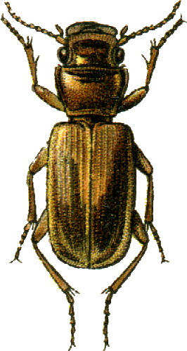 File:Daptus pictus Jacobson.png