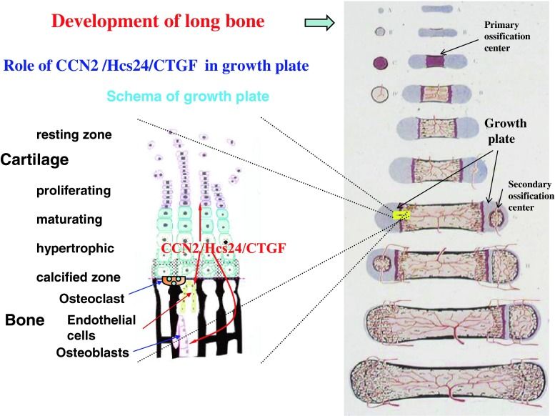 File:Endochondral CCN.jpg