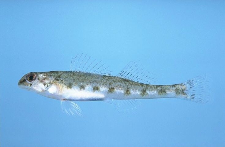 File:Etheostoma colorosum.jpg