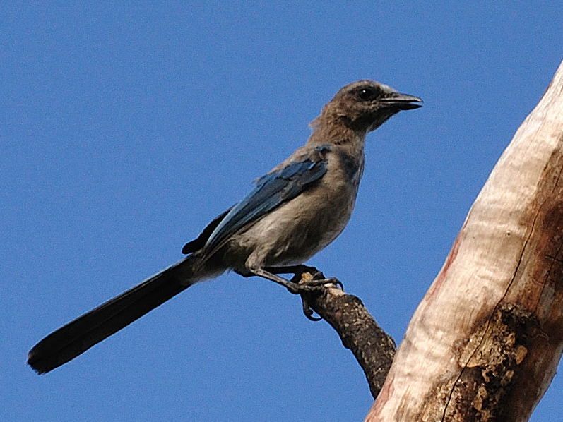 File:Florida Scrub Jay juvenile.jpg