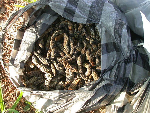 File:Harvested Mopanes.jpg