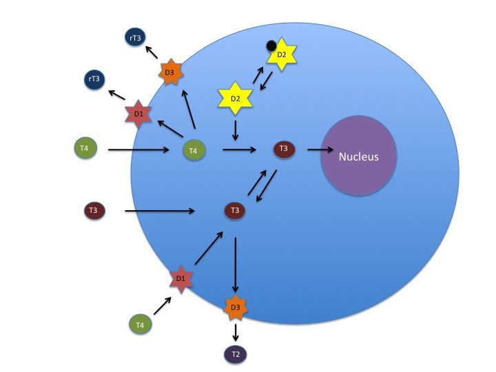 File:Iodothyronine deiodinase.jpg