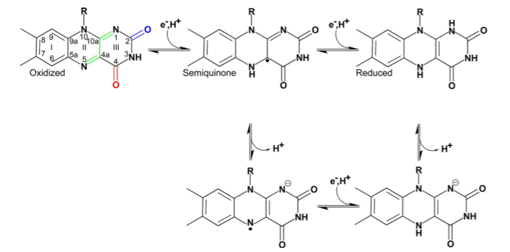 File:Ionization and redox of isoalloxazine ring.png