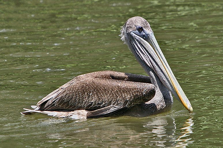 File:Juvenile brown pelican.jpg