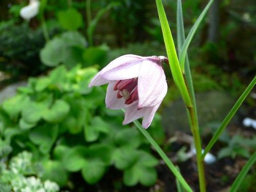 File:Lilium nanum.JPG