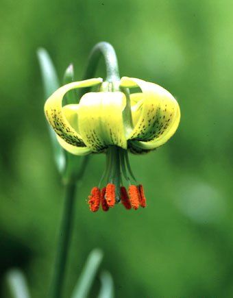 File:Lilium pyrenaicum.jpg