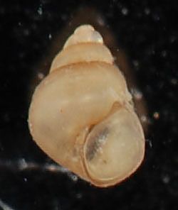 File:Littoridinops monroensis (I0958) (27074189285).jpg