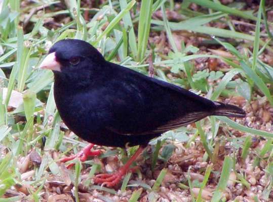 File:Male Variable Indigobird (Vidua funerea).jpg