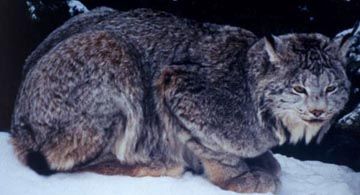 File:Marouxlynx.jpg