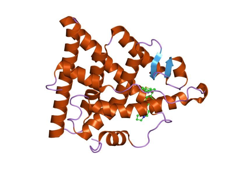 File:PDB 1xp9 EBI.jpg