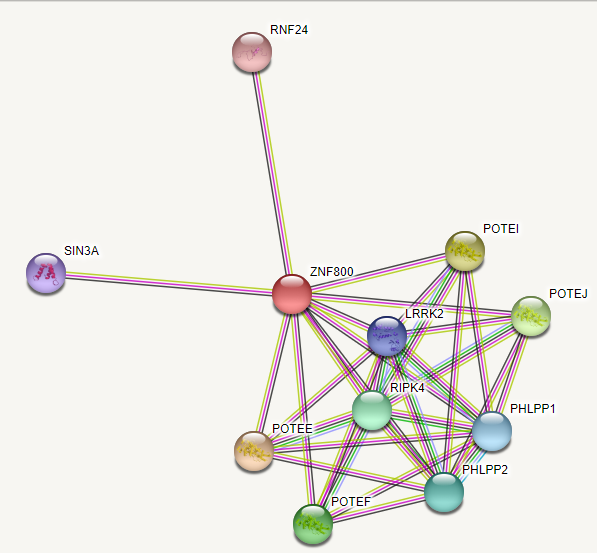 File:Proteins Predicted to Interact with ZNF800.png