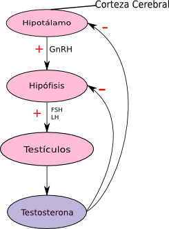 File:Testosterona-ciclo.png