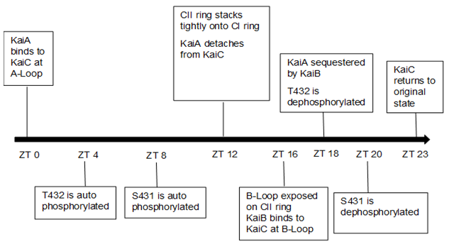 File:Timeline of KaiC activities.png