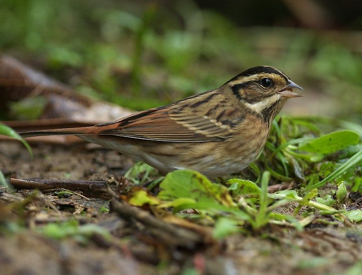 File:Tristram's Bunting 9849 (cropped).jpg