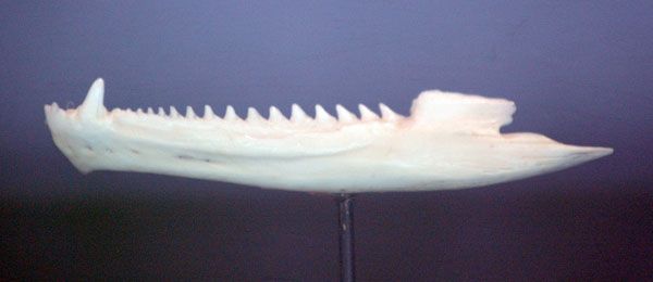 File:Tuatara jaw 600.jpg