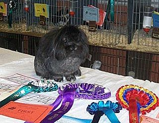 File:Upton's Steel, Mini Lion Lop.jpg