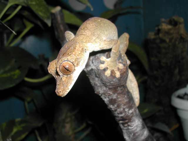 File:Uroplatus guentheri male.jpg