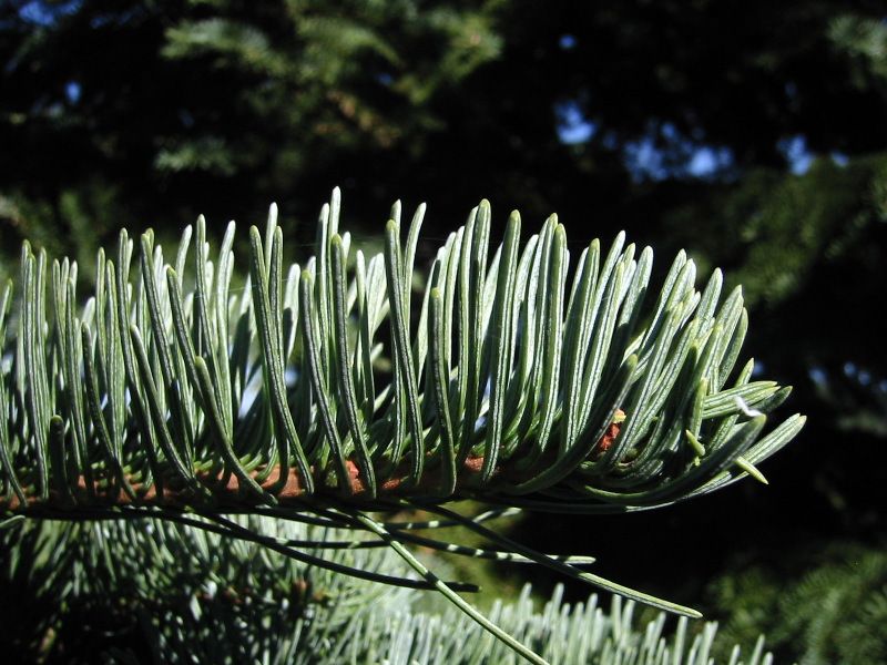 File:Abies magnifica 8009.jpg