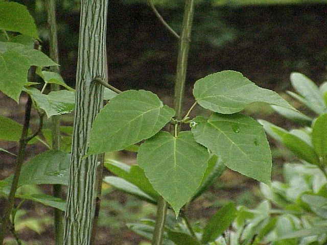 File:Acer pensylvanicum0.jpg