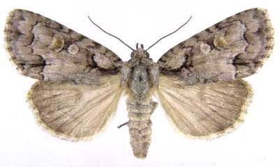 File:Acronicta albarufa2.jpg