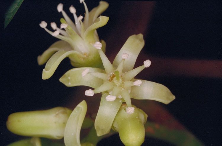 File:Acronychia acronychioides flowers.jpg