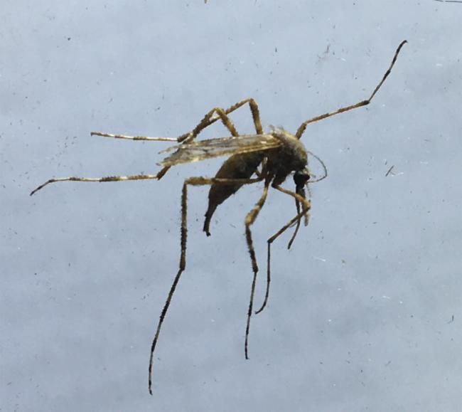 File:Aedes aurantius.jpg