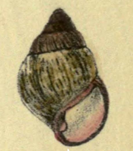 File:Amastra porphyrostoma 001.jpg