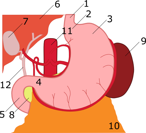 File:Anatomy of stomach numbered.png