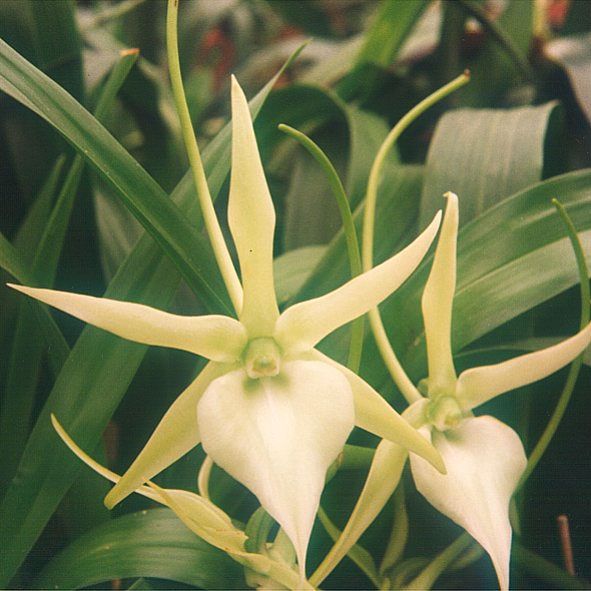 File:Angraecum-sesquipedale.jpg