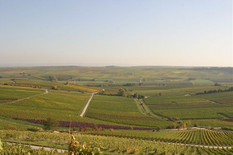 File:Bodenheim Weinberge.jpg