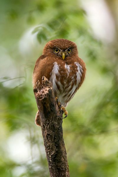 File:Caburé-miudinho (Glaucidium minutissimum) - Least Pygmy-Owl.jpg