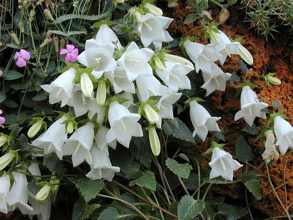 File:Campanula betulifolia.jpg