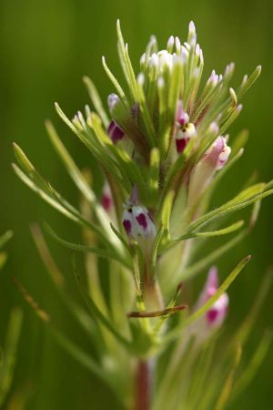 File:Castilleja brevistyla.jpg