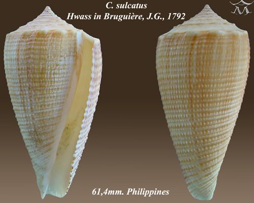 File:Conus sulcatus 2.jpg